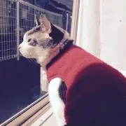 ryuの画像