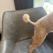 ムクラの画像