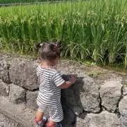 Lica