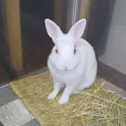 うさんぽの画像