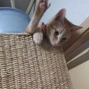 りゅうぽん