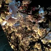 miyazakiの画像
