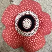 ぴよの画像