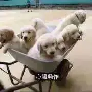 ぺろち プロフ必読の画像