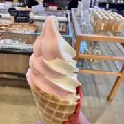 ひっちゃんの画像