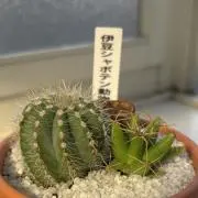 yuuura