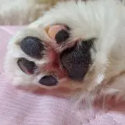 肉球まる