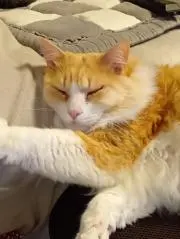 福太郎