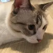 Kucing hitamの画像