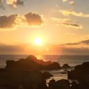 ぴいの画像