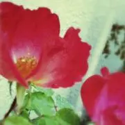 transの画像