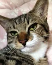 トラくんの画像