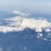 ヨシの画像
