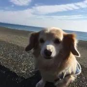 カンナの画像