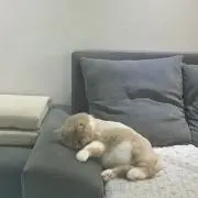 Soraの画像