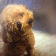 沙也加