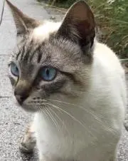 かいの画像
