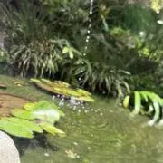 ハイパット3世の画像