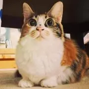 パーカーの画像