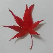 楓の画像