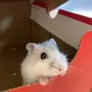 こまちの画像