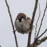yatoの画像