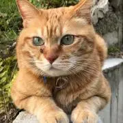 tomokichiの画像