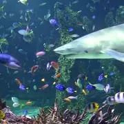 あさかん
