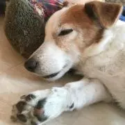 Jack