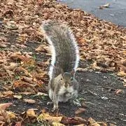 ariaの画像