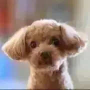Coco【8月11日〜29日発送不可】の画像