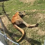 ケイ