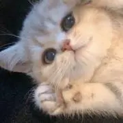 きぃ