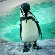 くろやぎの画像