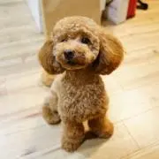 チキン南蛮コロスケの画像