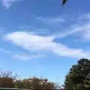 kotobaの画像