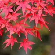 momiji