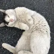 MiM