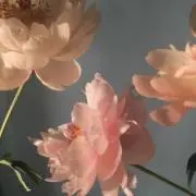 Nの画像