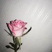 Nの画像