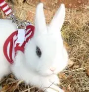 kopepeの画像