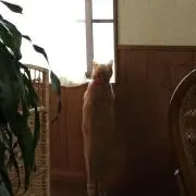リリィの画像