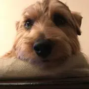 ブランドブラン