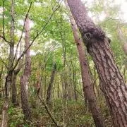 国産 松茸 マツタケ 岩手県産 天然 採れたて キノコ 昼採れ松茸