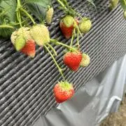 にこの画像