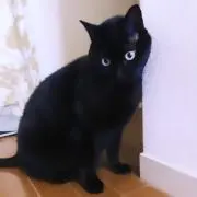 akk.の画像