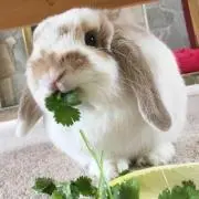 メル