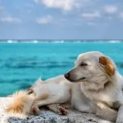 MALの画像