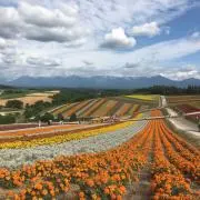 ジャムの画像