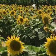 ひまわりの画像